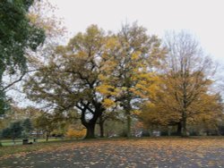 Roundwood Park NW10 Wallpaper