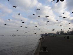The 'Birds' at Gravesend's Promenade. Wallpaper