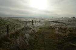 Snettisham frost Wallpaper