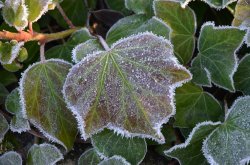 Frosty Ivy, Duddington Wallpaper