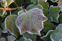 Frosty Ivy, Duddington