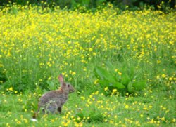 Rabbit in the meadow Wallpaper