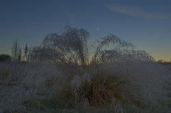 Winter Plume Wallpaper