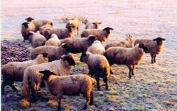 Sheep at Church Langton Wallpaper