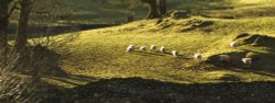 Loughrigg Sheep Wallpaper