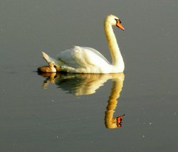 Watermead reflections Wallpaper