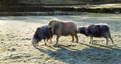Herdwick ram and sheep