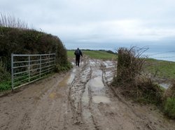 Branscombe Wallpaper