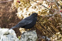 Windermere Blackbird Wallpaper