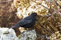 Windermere Blackbird