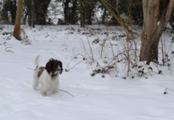 What's this white stuff ? Wallpaper