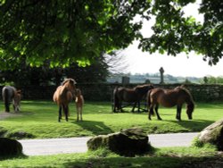 Dartmoor ponies by Widecombe-in the-Moor Church