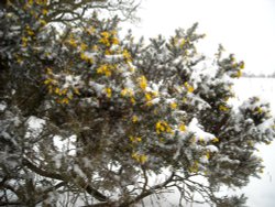 Gorse Bush Wallpaper