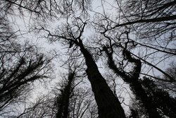 Himley Hall Wallpaper