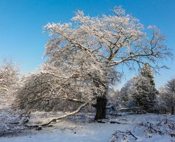 Beach tree Clifton Park Rotherham Wallpaper