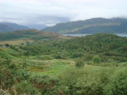 Avernish Wood Wallpaper