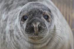 Grey Seal pup, Blakeney Point Wallpaper