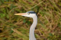Grey Heron, Watermead Park Wallpaper