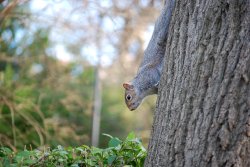 Squirrel In Roker Park