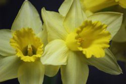 The Spring Daffodil is coming! Wallpaper