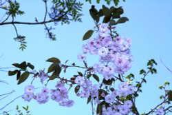 Himley Hall Wallpaper