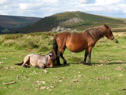 Dartmoor ponies Wallpaper