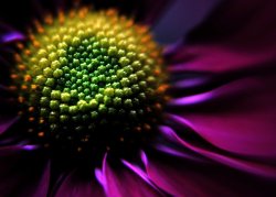 Flowers in Nuneaton Wallpaper