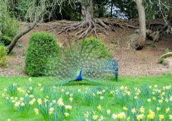 The Swiss Garden Wallpaper