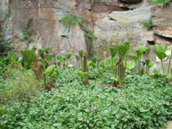 Belsay Hall Gardens Wallpaper