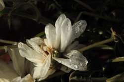 Flowers on a Gravestone, Padbury Church, Buckinghamshire Wallpaper