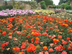 Rose Garden Wallpaper