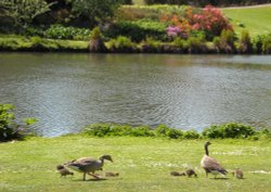 Sandringham spring Wallpaper