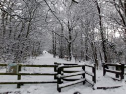 Havering Country Park, Romford Wallpaper
