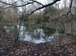 Bedfords Park, Romford Wallpaper