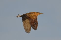 Bittern over Watermead Park Wallpaper