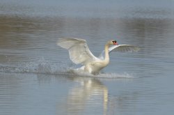 Touchdown at Watermead Park Wallpaper