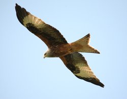 Christmas Common Kites