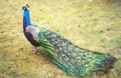 Peacock in Bradgate park leicester Wallpaper