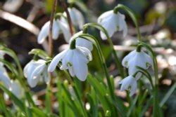 Snowdrops Wallpaper