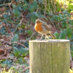 Keeping an eye on things Wallpaper
