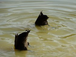 Bottoms Up! Wallpaper