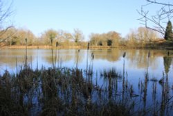 Fourwents Bullrushes Wallpaper