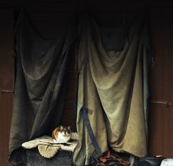 Avening farm cat Wallpaper