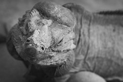 Colchester Zoo,  Rhinoceros Iguana