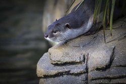 Colchester Zoo Wallpaper