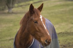 Simple beauty Wallpaper