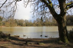 Life on the Pond Wallpaper