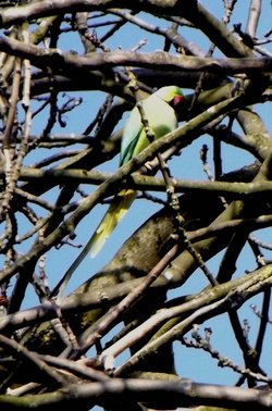 Wild Parakeet in Farnborough, London