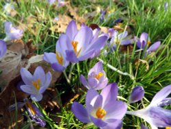 First signs of Spring, Crocus Wallpaper