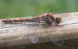 Deeping St James Wallpaper